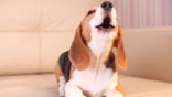 Female Beagle puppy on a white leather sofa, barking, four months old