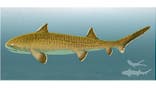 Tentative life reconstruction of the hybodontiform shark Asteracanthus; for scale see silhouettes at the right lower corner (Credit: Sebastian Stumpf/Fabrizio De Rossi).
