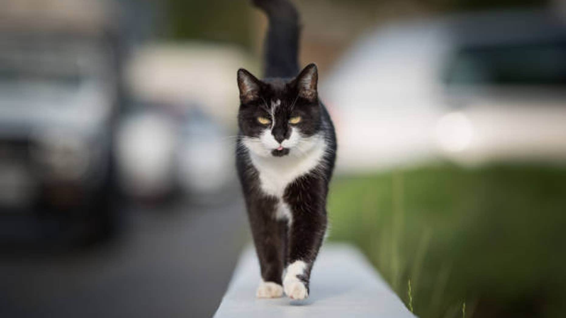 Florida Woman in Trouble for Feeding Stray Cat