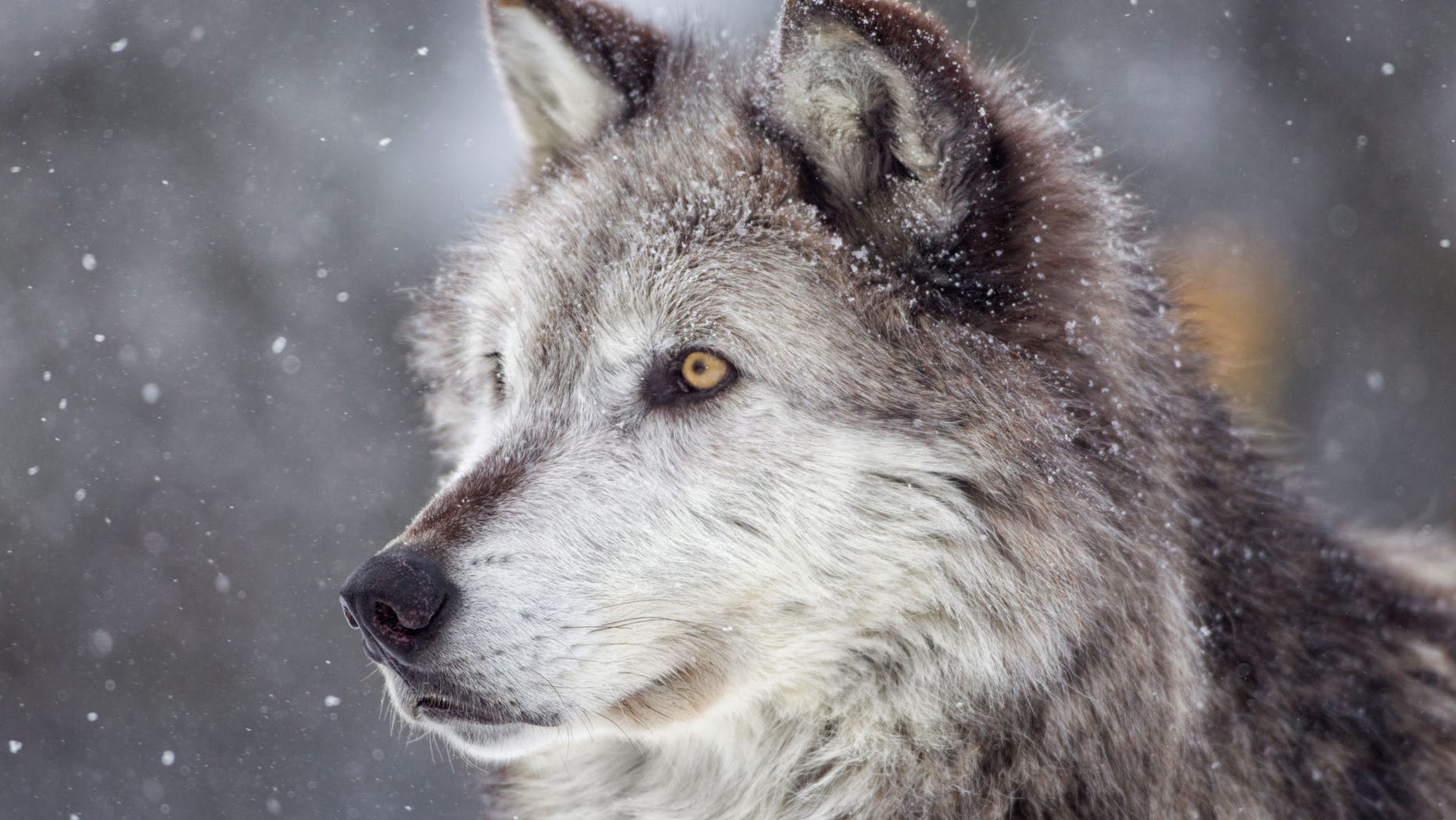 POLL: Should the Biden Administration reinstate the gray wolf on the List of Endangered and Threatened Wildlife? POLL: Should the Biden Administration reinstate the gray wolf on the List of Endangered and Threatened Wildlife?
