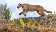 'Sick,' 'desperate' mountain lion spotted in Southern California town, could be 'dangerous'