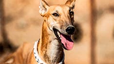 Dog mirrors injured owner's limp in viral Facebook video: 'Love him'