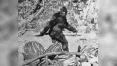 Bigfoot hunters beg for creature to be left alone after Oklahoma suggests Bigfoot hunt