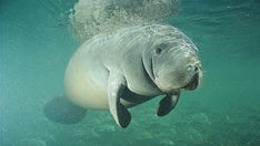 Feds investigating who scrawled ‘TRUMP’ on manatee’s back in Florida
