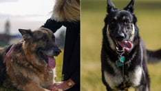 Biden believes Secret Service 'lying' about White House dog bite incident, claims agents are pro-'MAGA': book