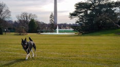 Champ and Major, President Biden's dogs, move into the White House