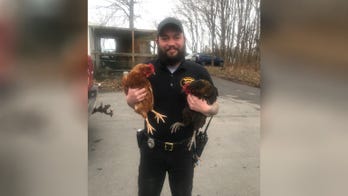 Chickens terrorize NJ McDonald's, 'chase' customers and peck at car tires