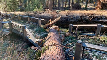 Yosemite National Park temporarily closed after windstorm hits California