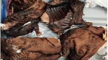 Customs agents seize mystery 'bushmeat' at NJ airport