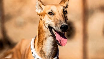 Dog mirrors injured owner's limp in viral Facebook video: 'Love him'