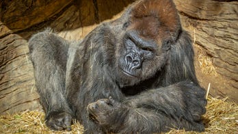 Gorillas test positive for coronavirus at San Diego Zoo Safari Park