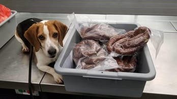 Police dog sniffs out prohibited ‘homemade sausages’ in passenger’s luggage at NJ airport