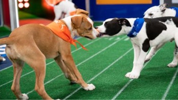 Puppy Bowl and its furry competitors to return this year, despite pandemic