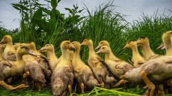 France's foie gras producers forced to conduct mass duck cull as bird flu rips through poultry population