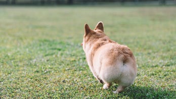 Dog mimics corgi's walk by crawling in hilarious viral video
