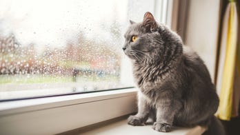 Smooshy-faced cats can't show emotion, research suggests