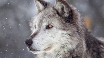 Wisconsin announces 1st wolf hunting season since 2014