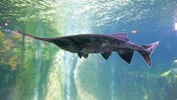 Tennessee angler says he caught possible record-breaking fish, threw it back in the water