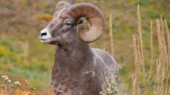 Montana hunting permits may be issued once in a lifetime, new bill proposes