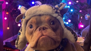 Dog with birth defect gets stood up by family looking to adopt