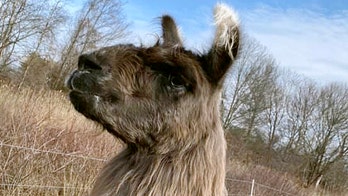 Wandering llama found off Massachusetts highway