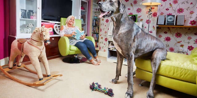 Guinness World Records deemed Freddy the tallest dog in the world in 2016. (Photo Credit: Paul Michael Hughes/Guinness World Records)