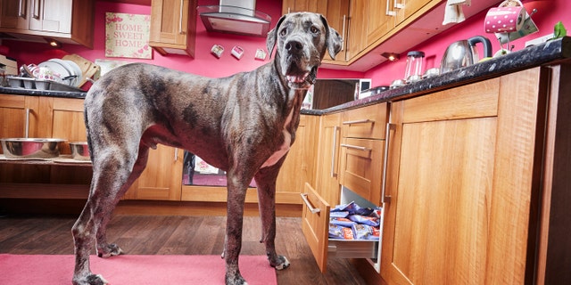 Freddy, the tallest dog in the world, 在本周早些时候去世, according to Guinness World Records. (Photo Credit: Paul Michael Hughes/Guinness World Records)
