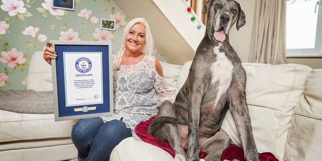 The 8-and-a-half-year-old Great Dane was 3 脚 4 inches tall from foot to withers. (Photo Credit: Paul Michael Hughes/Guinness World Records)