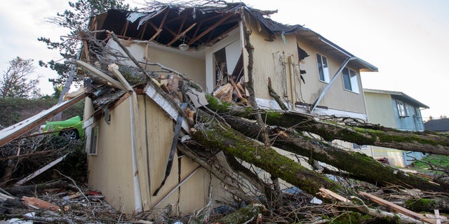 A windstorm toppled a large tree onto a house in Tacoma, Washington, early Wednesday, Jan.. 13, 2021, trapping a woman in bed. Firefighters were able to extricate the woman and take her to an area hospital. (Drew Perine/The News Tribune via AP)