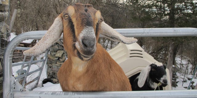 에 2018, Fair Haven residents elected Lincoln the goat as its honorary mayor. Lincoln helped raise about $ 10,000 while the current mayor, Murfee, a Cavalier King Charles spaniel, has raised $ 20,000.