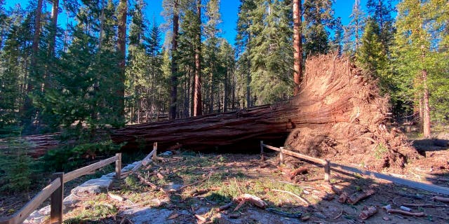 This photo provided by Yosemite National Park shows a fallen giant sequoia that came down during the Mono wind event on Tuesday, Jan. 19, 2021 in Yosemite National Park. Yosemite National Park will remain closed through the weekend after high winds that battered much of California knocked down two giant sequoias and caused millions of dollars in damage. (Yosemite National Park via AP)