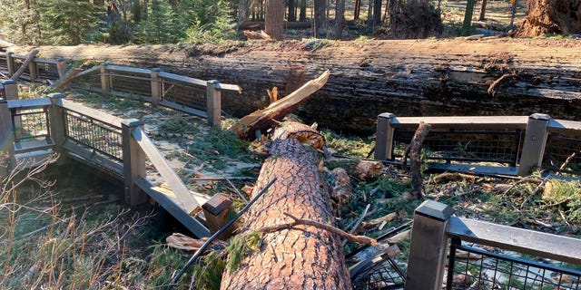 This boardwalk in the Mariposa Grove in Yosemite National Park was damaged by a fallen ponderosa pine during the Mono wind event on Tuesday. (Yosemite National Park via AP)