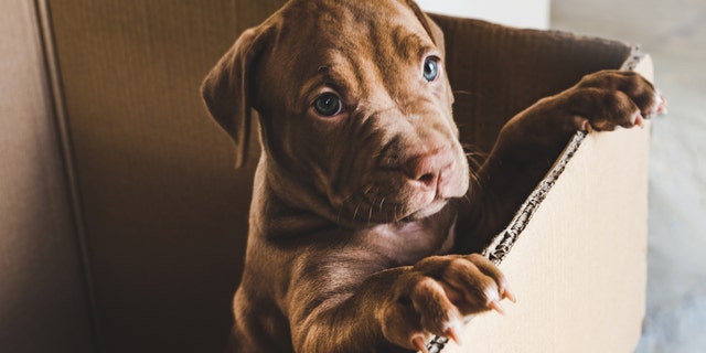 A police officer in New Jersey adopted an abandoned pit bull puppy (not pictured) that was found by other officers earlier this month. (iStock)