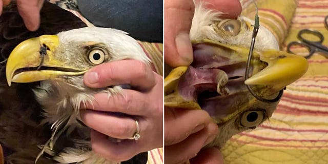 When the children brought the eagle to the fire station, it was dehydrated, underweight, and its beak was pierced with a fishing hook.