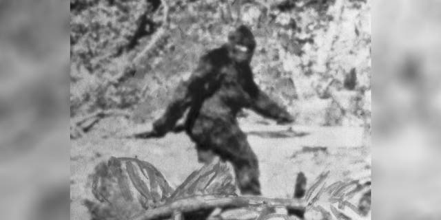 Photo shows what former rodeo rider Roger Patterson said is the American version of the Abominable Snowman. He said photos of the creature, estimated at 7 1/2 feet tall, were taken northeast of Eureka, California.