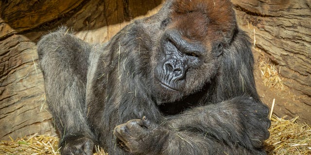 The gorillas are said to be doing well aside from "some congestion and coughing."