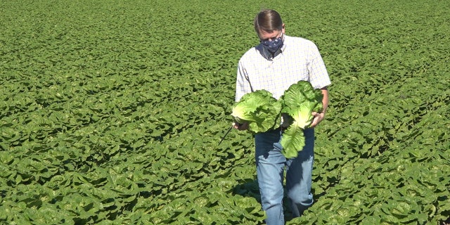 Farmer John Boelts of Desert Premium Farms grows about 2,000 acres of fresh romaine and iceberg lettuce each season. He says the entire area of Yuma County grows about 100,000 acres in total (Stephanie Bennett/Fox News).