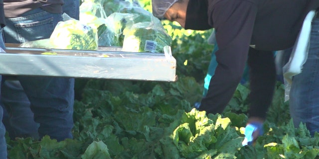 Boelts says about 15,000 migrant workers come into Yuma County daily to work on the nearby farms (Stephanie Bennett/Fox News).
