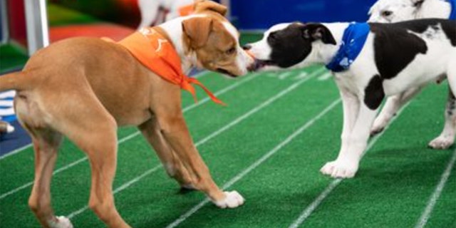 The 17th annual Puppy Bowl will be aired on Animal Planet and streamed on Discovery+ on Super Bowl Sunday ahead of the big game. 