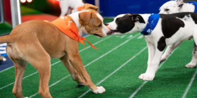 Before the big game, the 17th Annual Puppy Bowl will be broadcast on