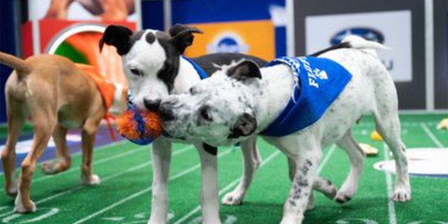 The event will show 70 puppies on Team Ruff and Team Fluff compete for the "Lombarkey" trophy. 