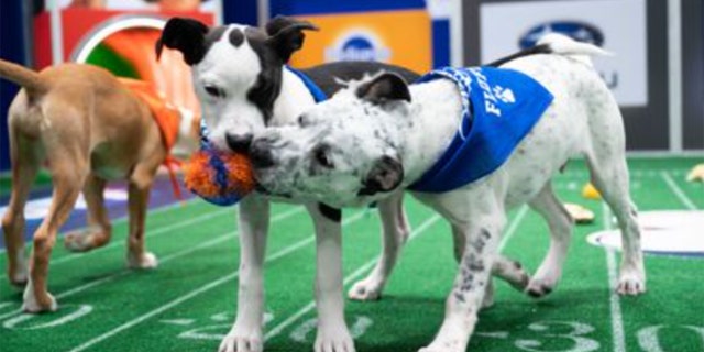 The event will show 70 puppies on Team Ruff and Team Fluff compete for the "Lombarkey" trophy.