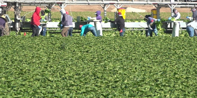 Hundreds of workers are busy harvesting lettuce this time of year. From November to April, these farms grow about 90% of the U.S. and Canadas supply of romaine and iceberg lettuce. (Stephanie Bennett/Fox News).