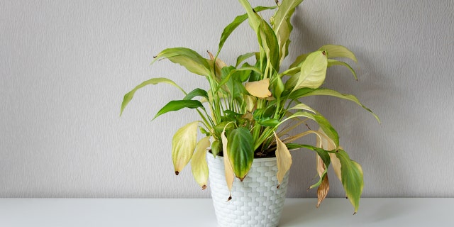 Yellowing leaves may be the result of several issues, including low light, not enough water, or even stress from repotting.
