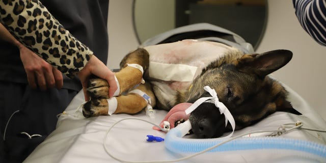 K9 Officer Arlo, a 3-year-old German Shepherd, was released from the hospital on Monday after he was shot last week.