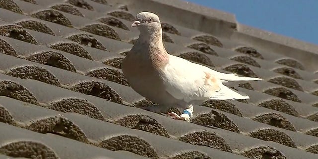 A racing pigeon sits on a rooftop Wednesday in Melbourne, Australia, The racing pigeon, first spotted in late December 2020, has made an extraordinary 8,000-mile Pacific Ocean crossing from the United States to Australia. (AP/Channel 9)
