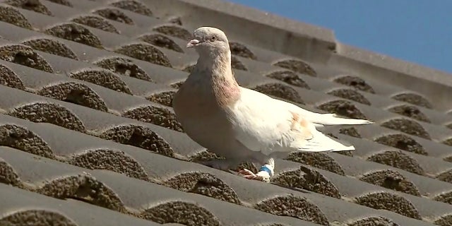 A racing pigeon sits on a rooftop Wednesday in Melbourne, Australia, The racing pigeon, first spotted in late December 2020, has made an extraordinary 8,000-mile Pacific Ocean crossing from the United States to Australia. (AP/Channel 9)