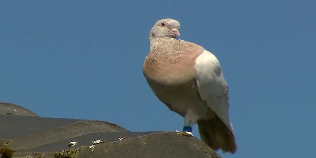 Experts suspect the pigeon hitched a ride on a cargo ship to cross the Pacific. (AP/Channel 9)