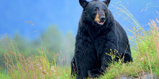Despite the record number of bears taken in 2020, Vermont Fish and Wildlife Department bear biologist Forrest Hammond says the state is still on target to maintain a large, healthy population of the wild species.