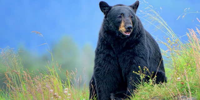 Missouri is home to about 800 black bears, most of which are found south of the Missouri River.